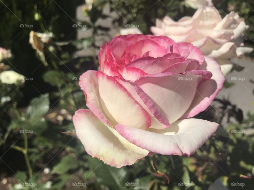 Roses in Christchurch Botanical gardens, New Zealand, January 2017