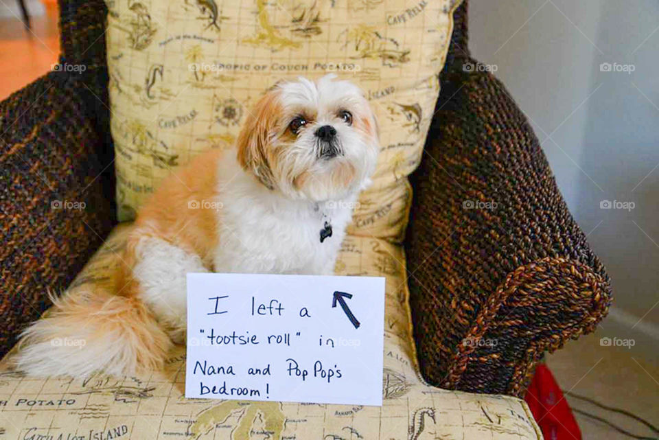 Dog shaming. this shih tzu  puppy has a confession to. make