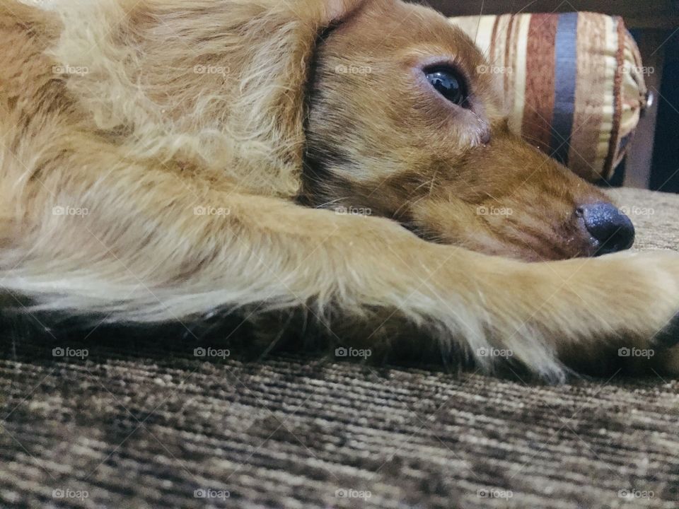 Cocker Spaniel puppy