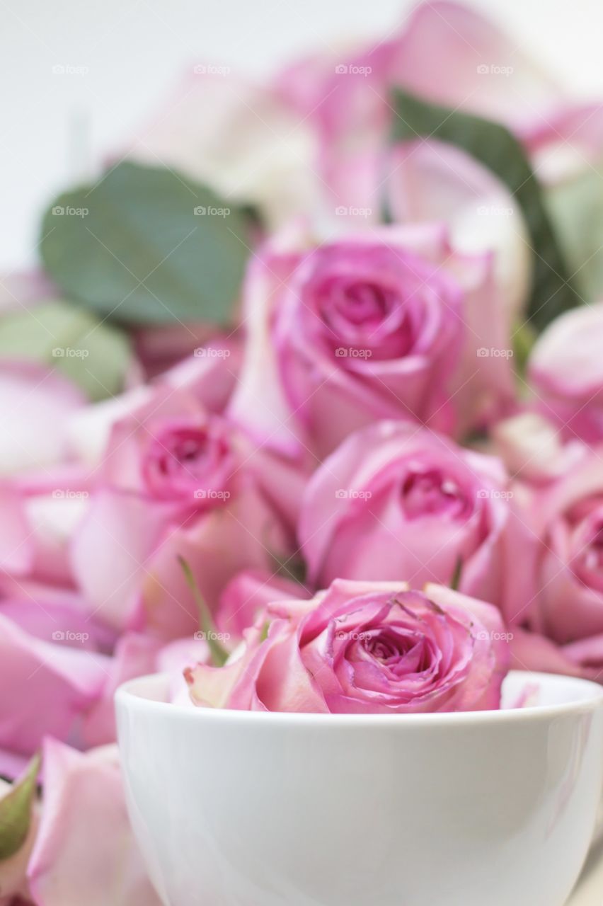 Pink rose in a cup 