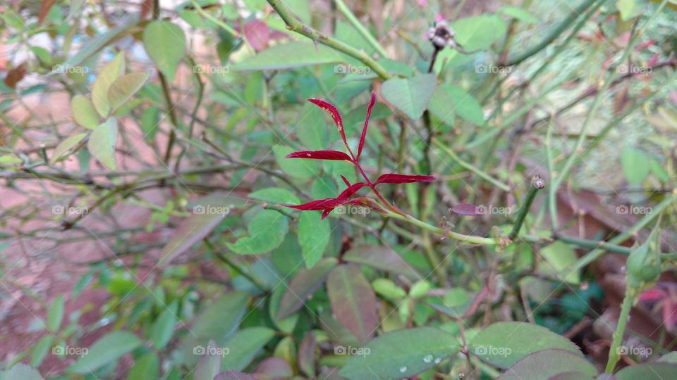 Brotos de folhas de roseira.