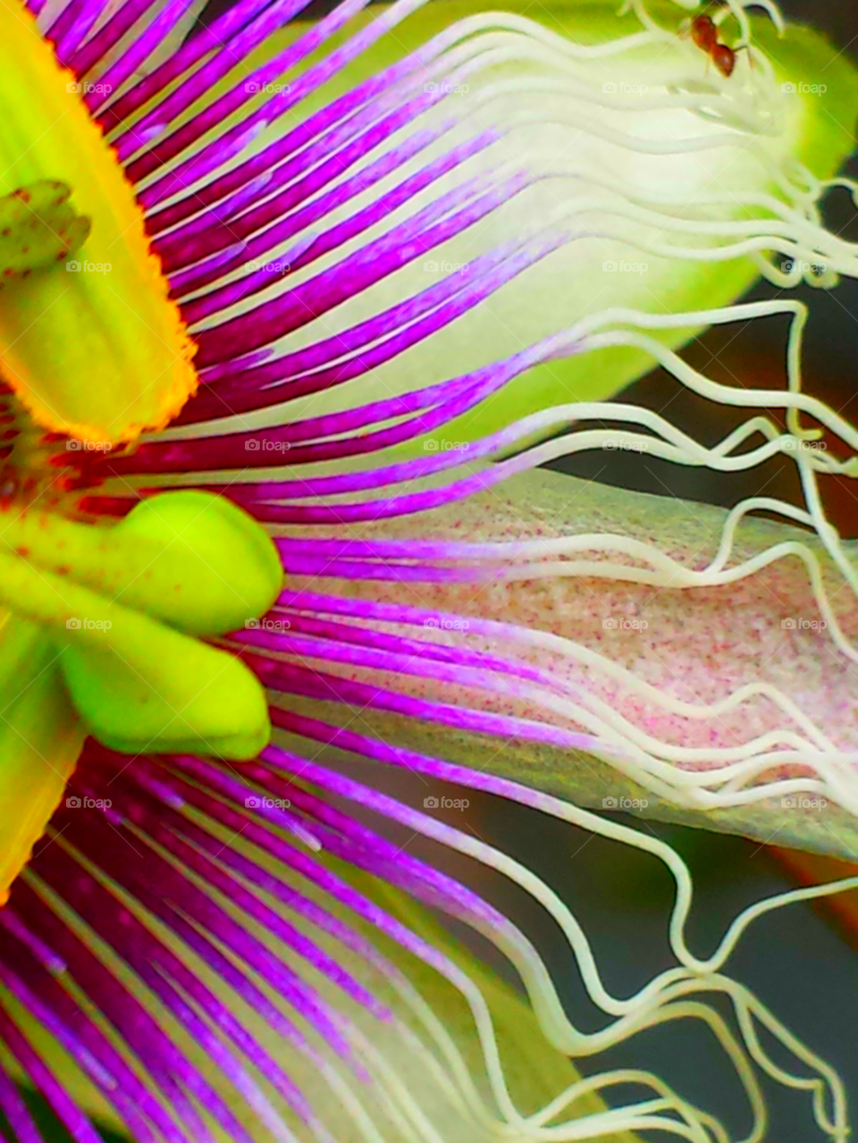 "Passion Flower"