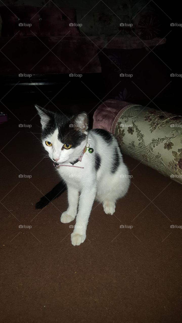 Beautiful picture of a white cat