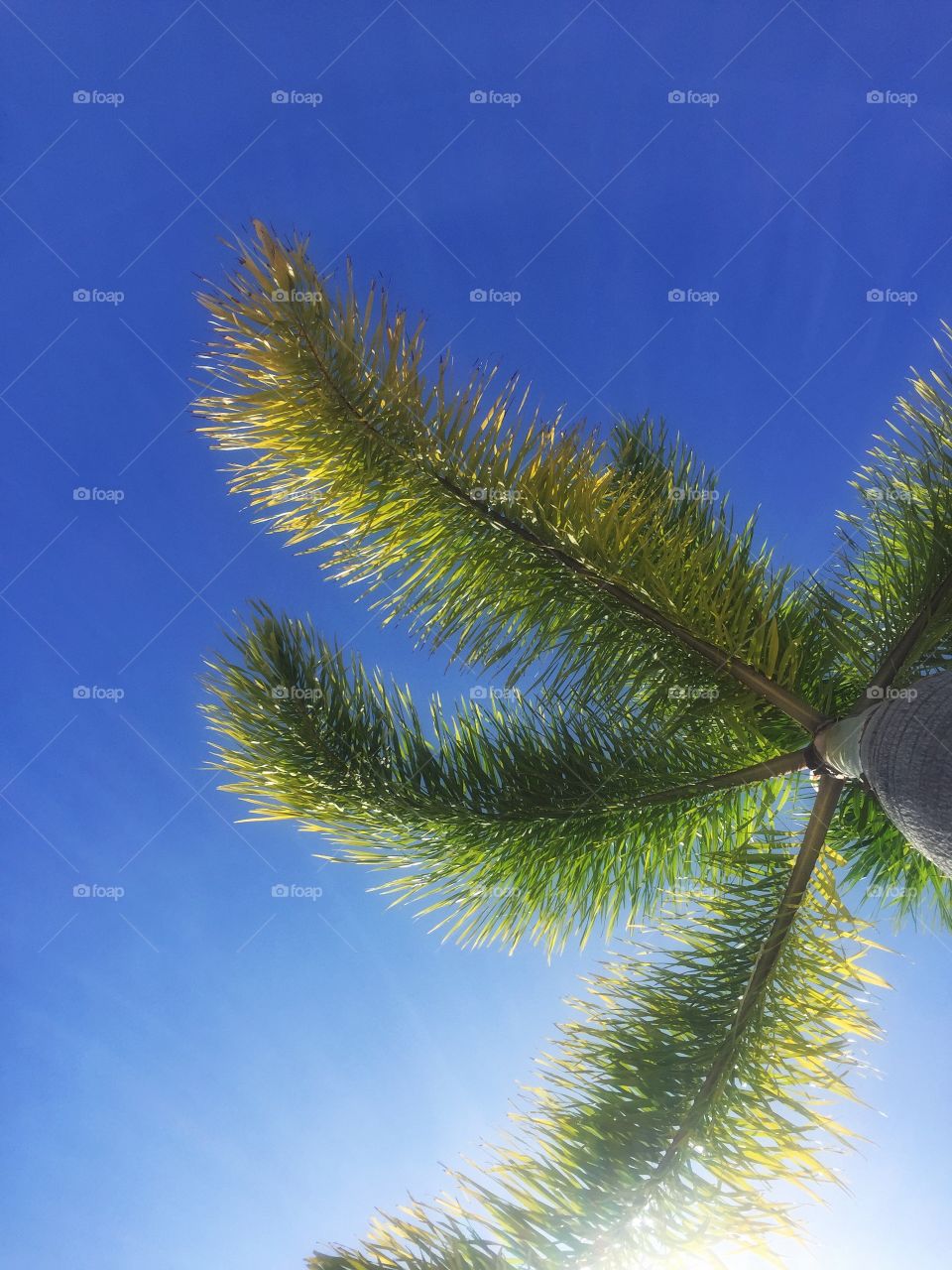 Relaxing under the palm tree 