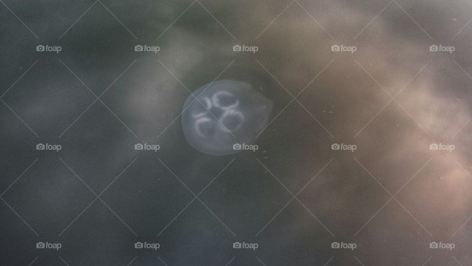 Moon Jellyfish