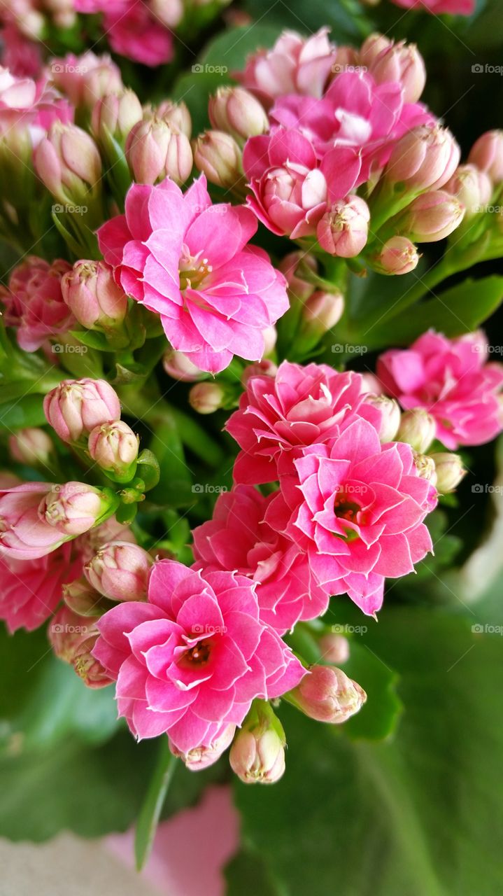 Close-up of a pink flowers