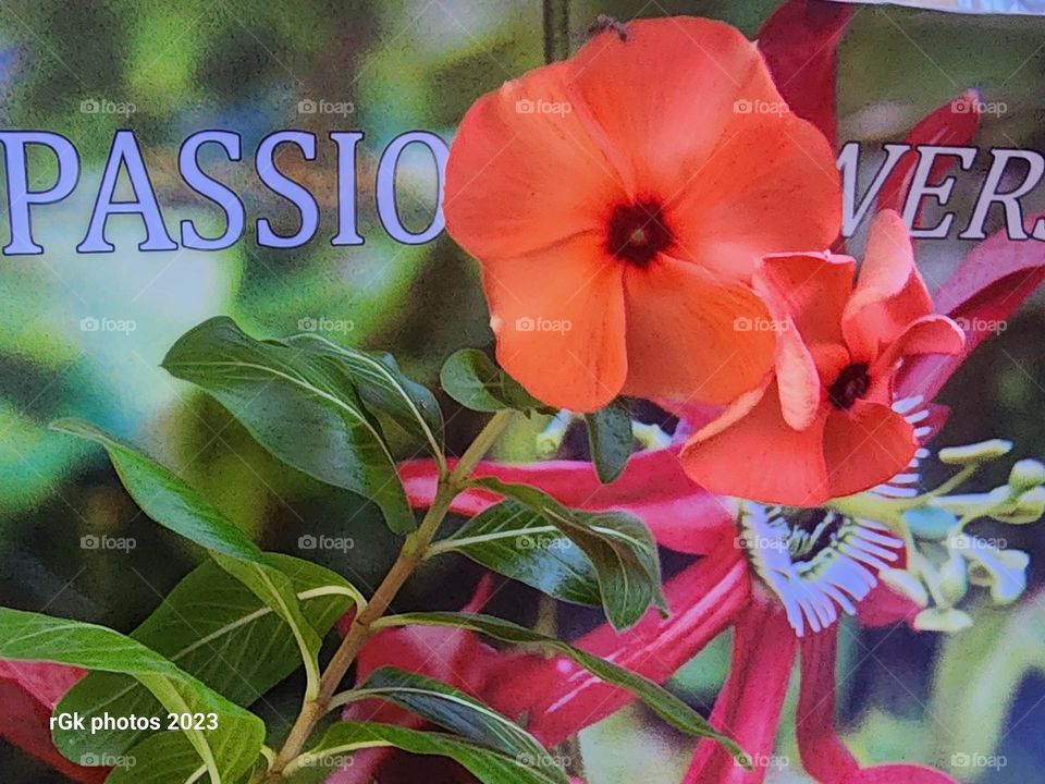 passion vinca
