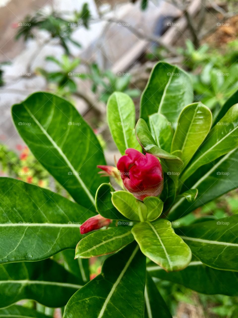 Let us live like flowers, wild and beautiful and drenched in sun :)