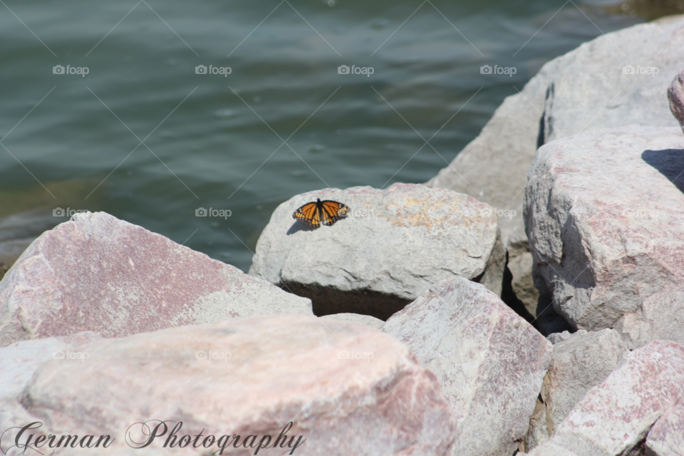 Resting Butterfly 
