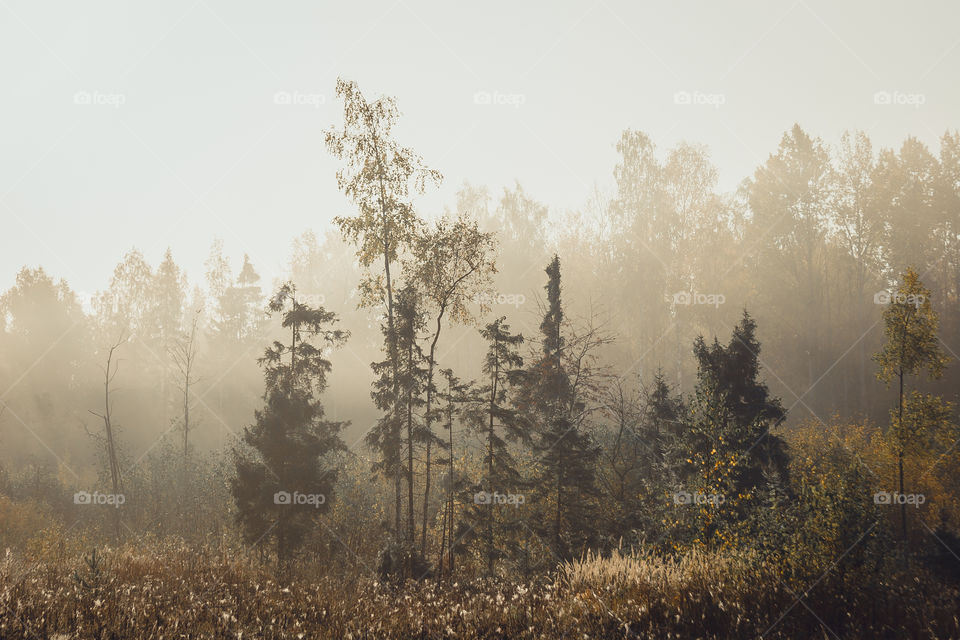 Autumn misty landscape at early morning 