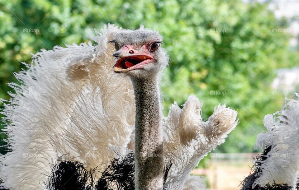 Less relaxed looking ostrich