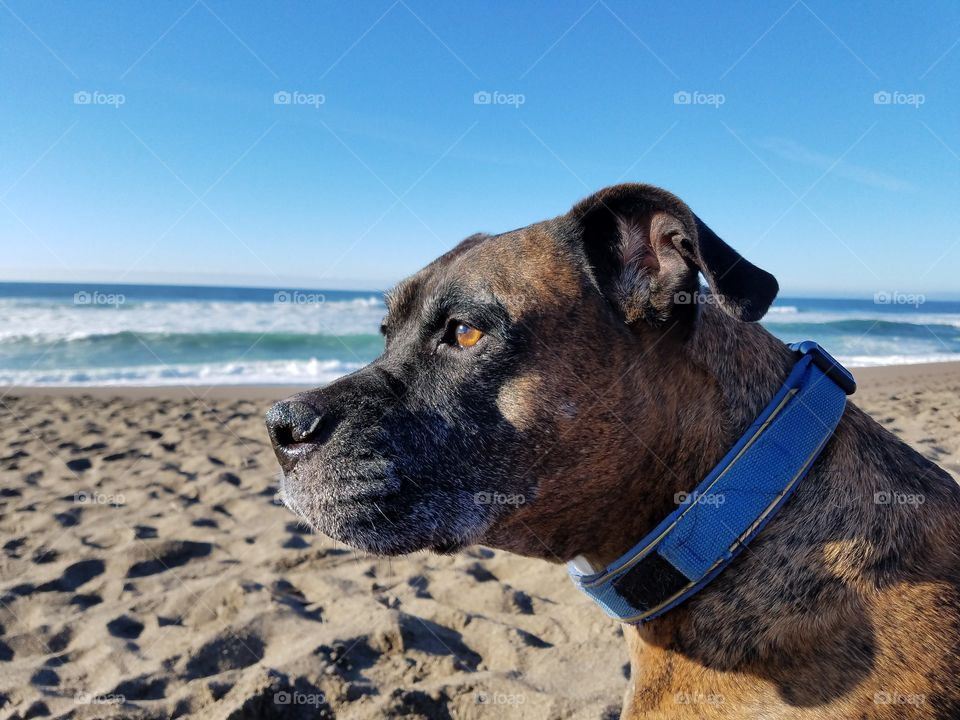 Thor, sunbathing at Point Reyes