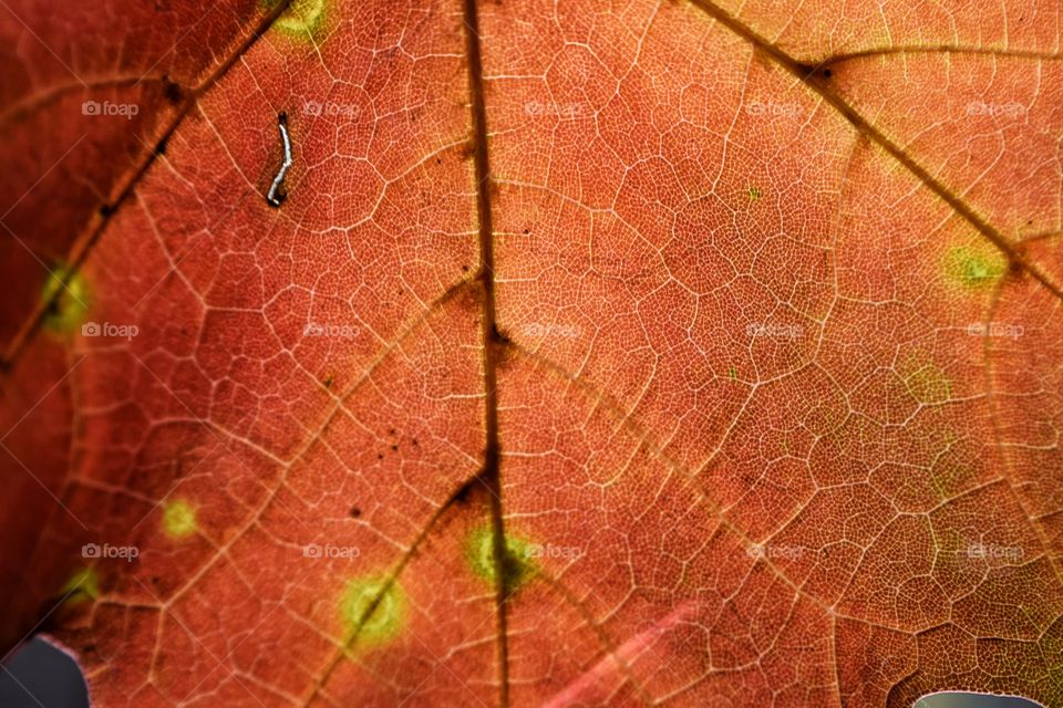 Macro of Fall leaf