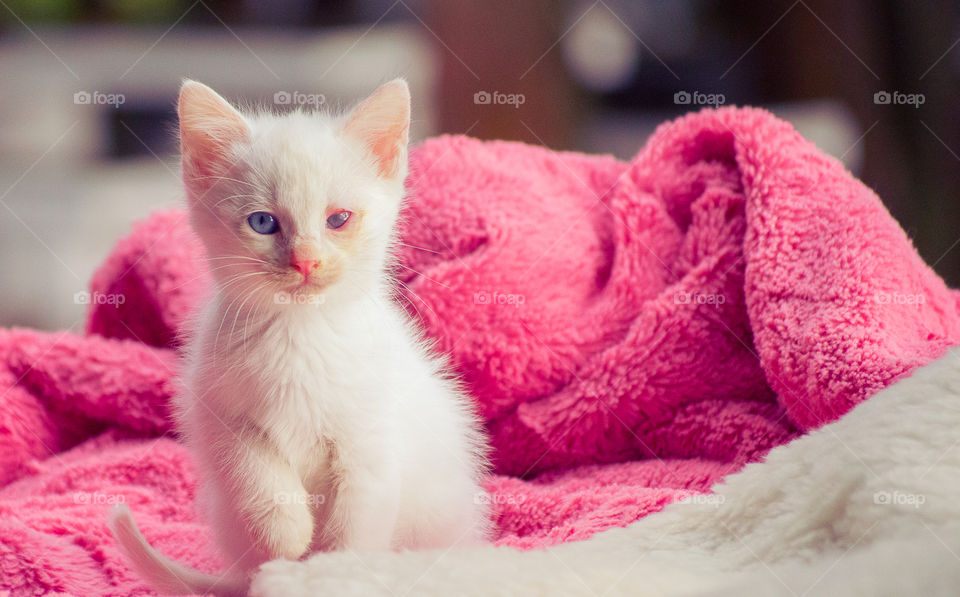little kitten sitting on a blanket