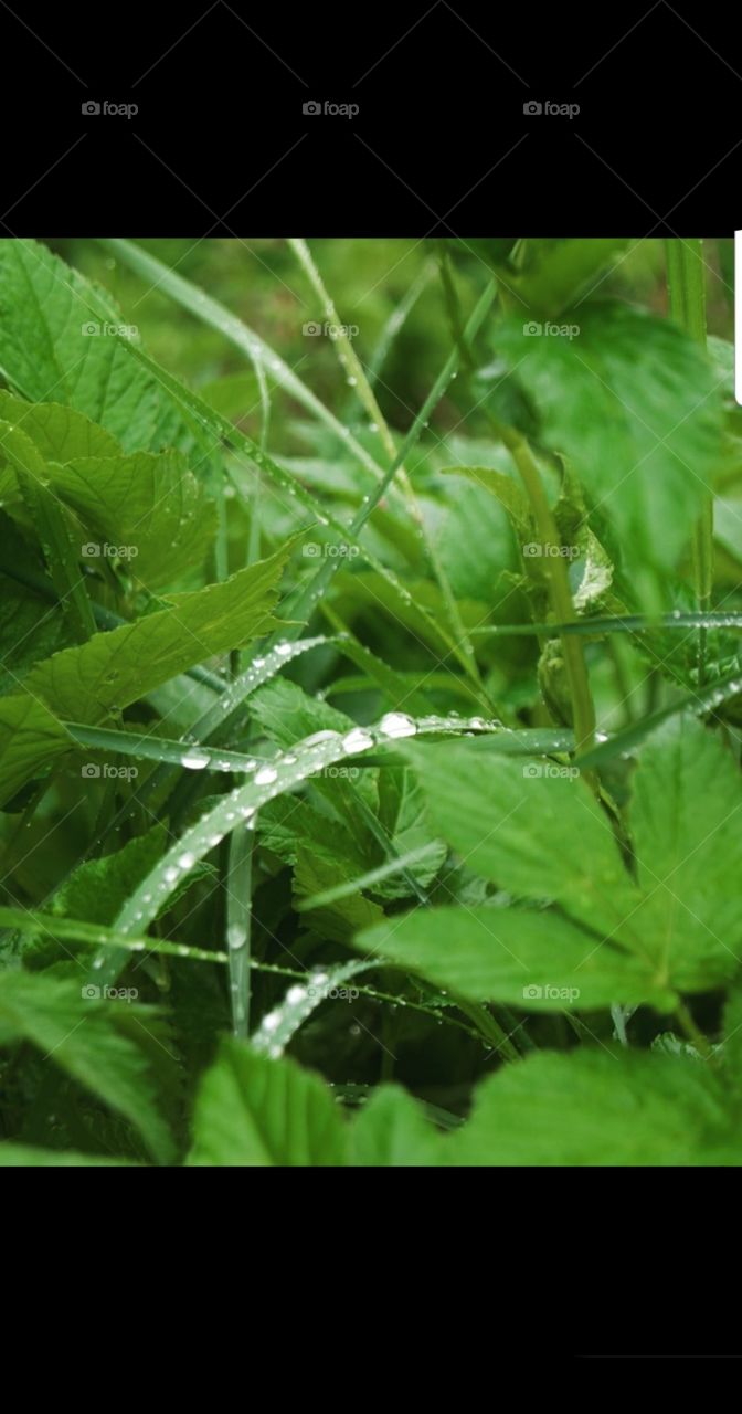 this is a picture of very green grass with water drops on it which makes the picture absolutely beautiful