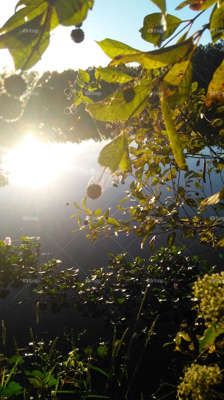 Sunlight and Blurred Foliage