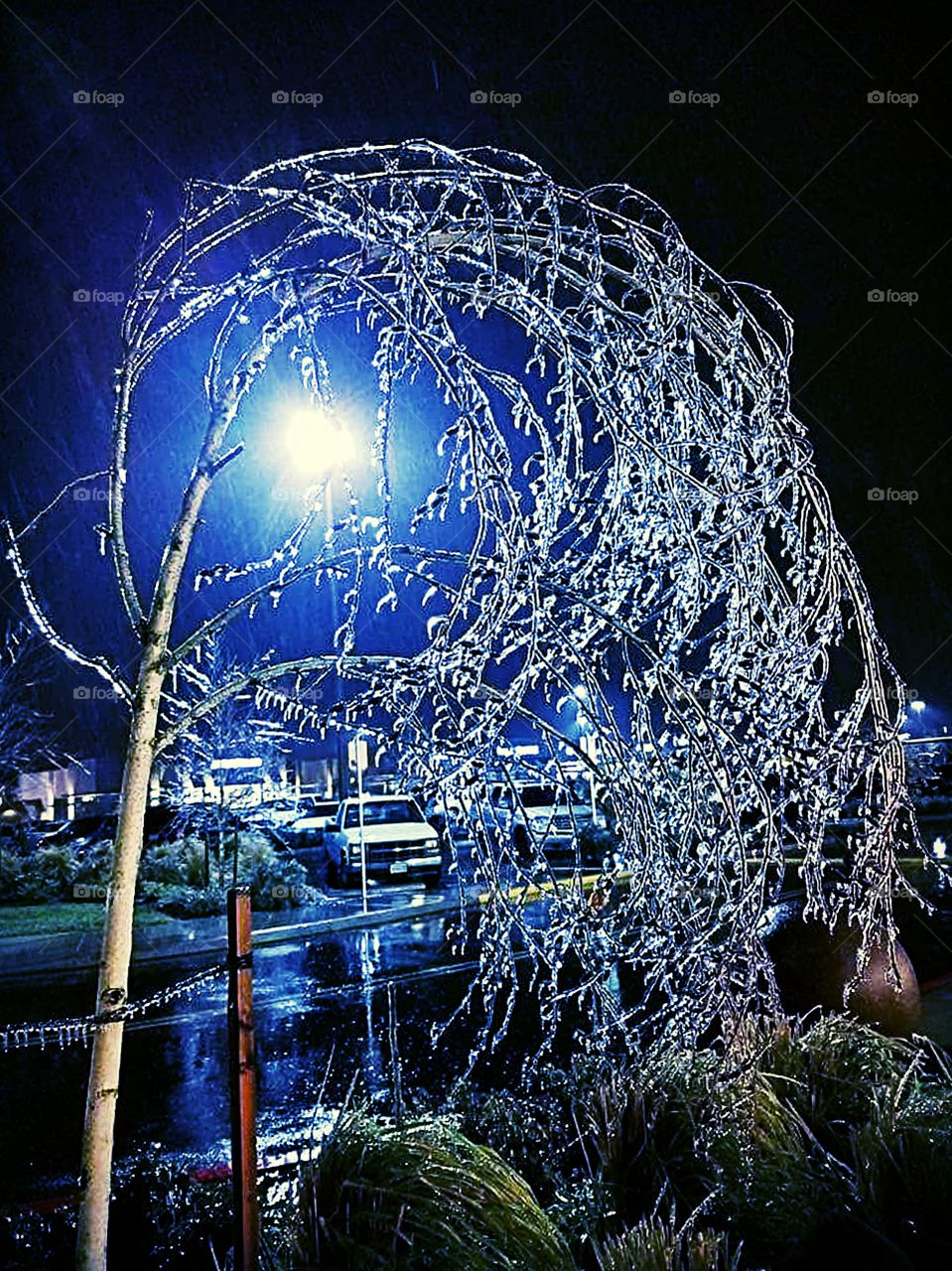 Accumulation of ice on tree branches, bends tree into a circular display of winter beauty, as a street light illuminates it's icicles, under a night sky.
