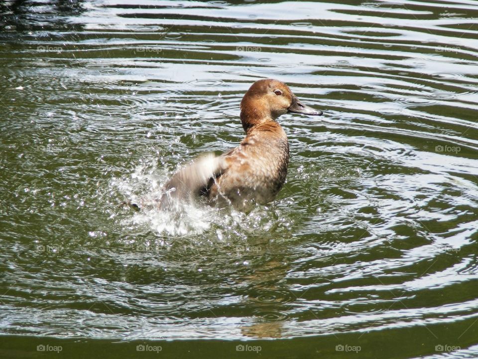 Bathing Duck