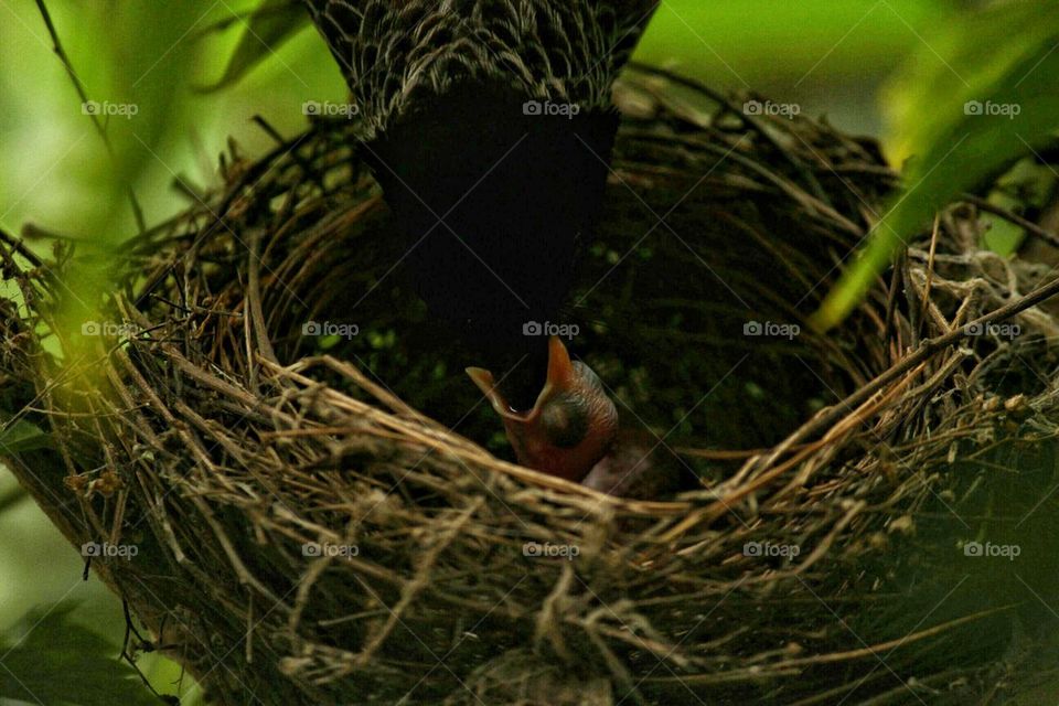 Young animal in nest