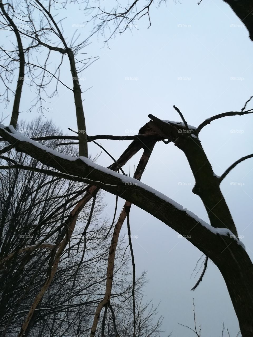 Broken tree in Winter