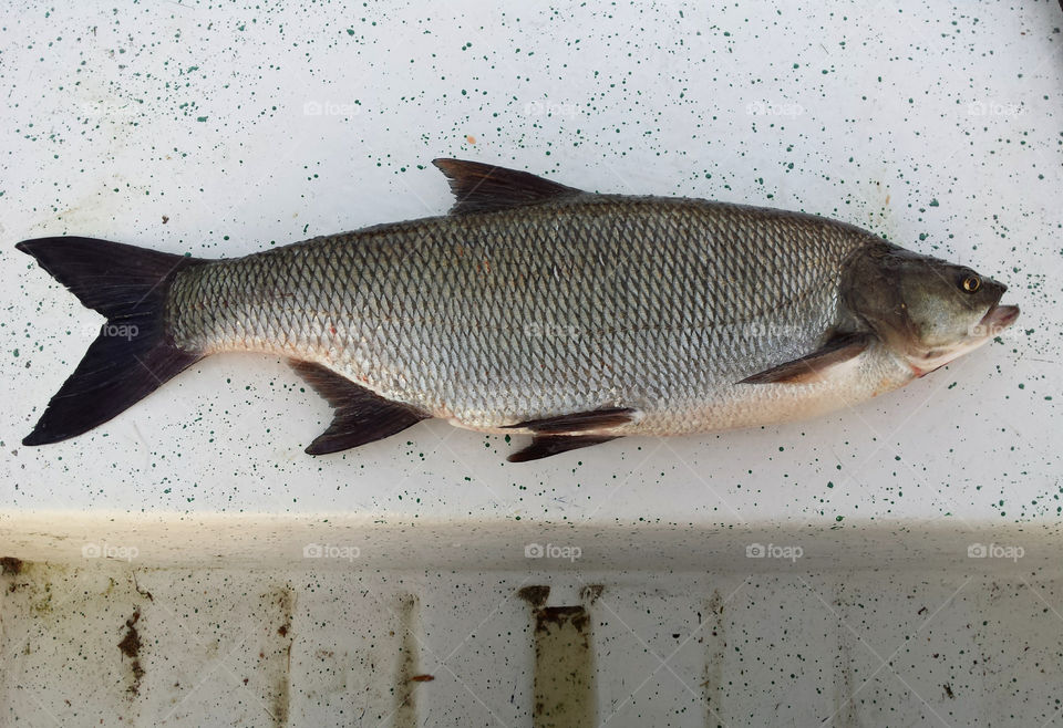 Catch of the Asp fish. Fresh catch of the Asp fish (Aspius aspius) on a rowing boat bench.