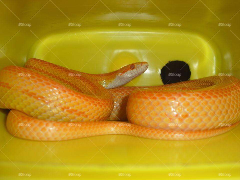 Amelanistic Stripe Corn Snake