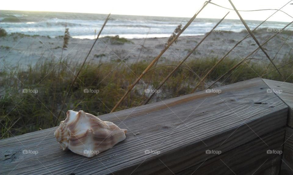 Seashell by the seashore 