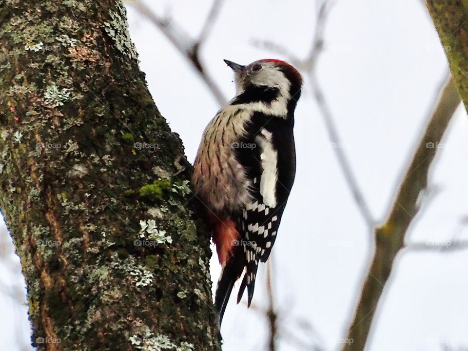 Woodpecker