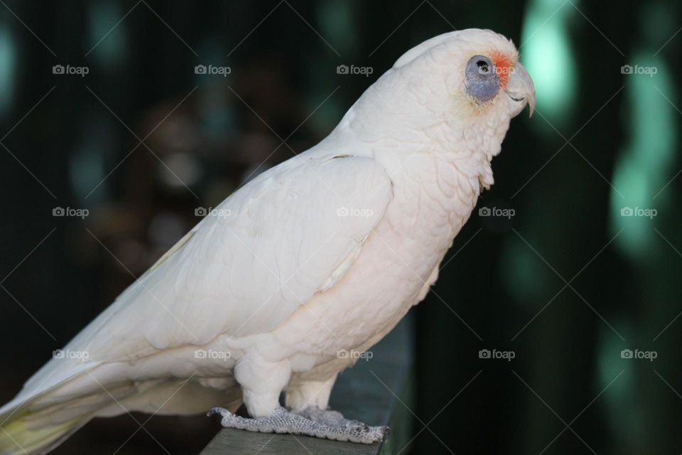 A little white corella staring mischievously and wondrously at the people admiring him