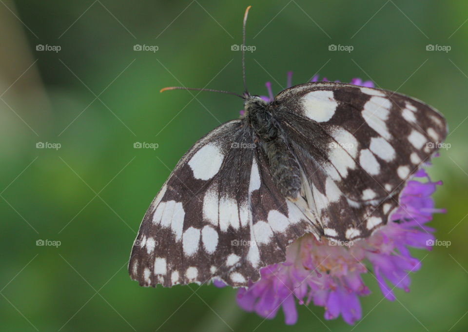 Butterfly On Flower