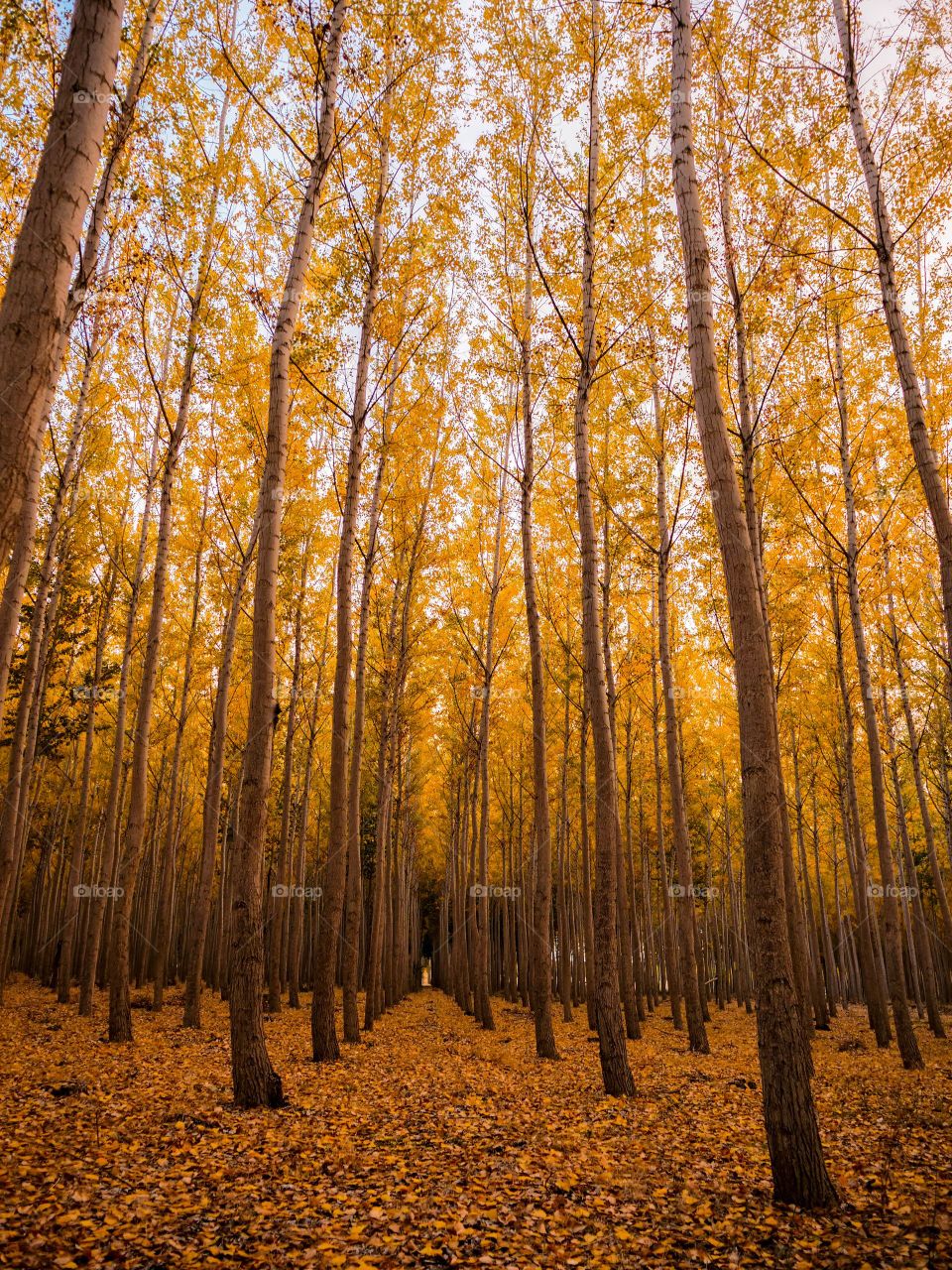 Autumn woods 