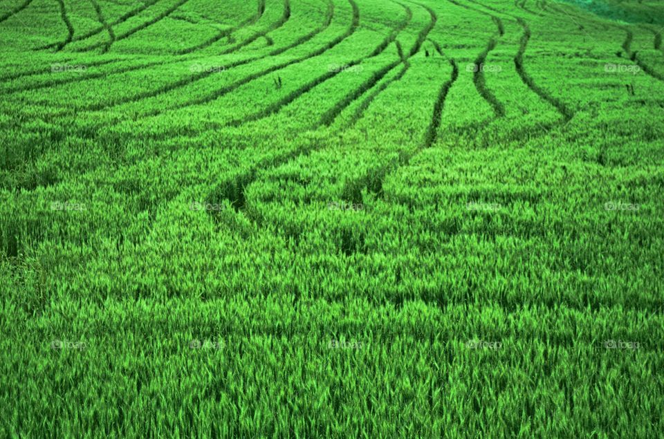 Hayfield with Tracks