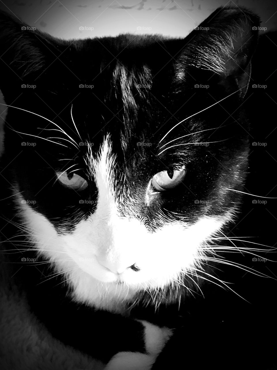 Black and white tuxedo