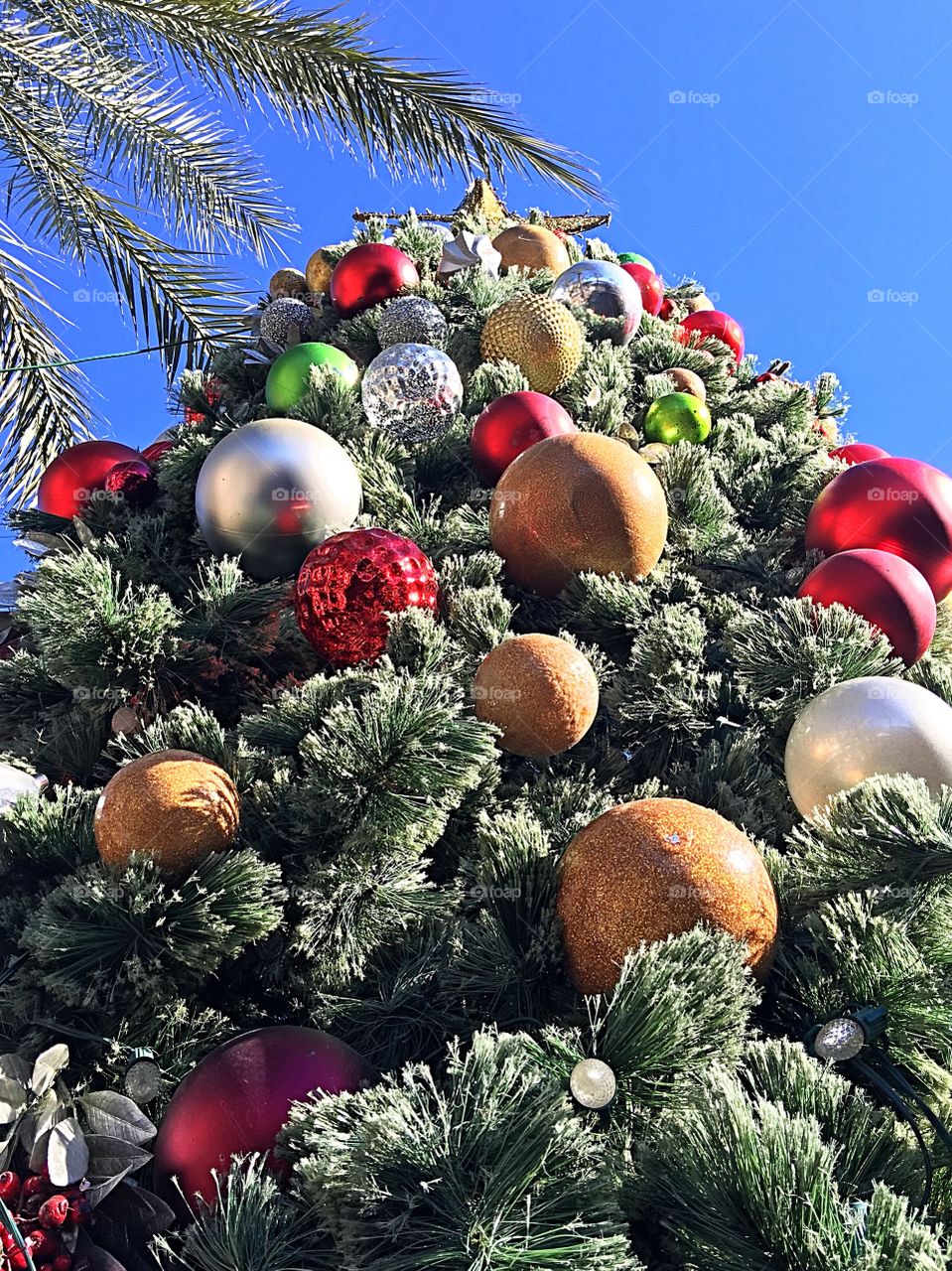 Desert Christmas tree.