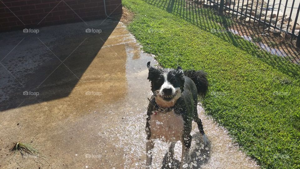 Maggie and water hose