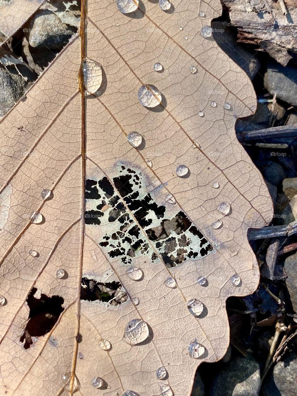 Rain drops on an oak leaf on the ground