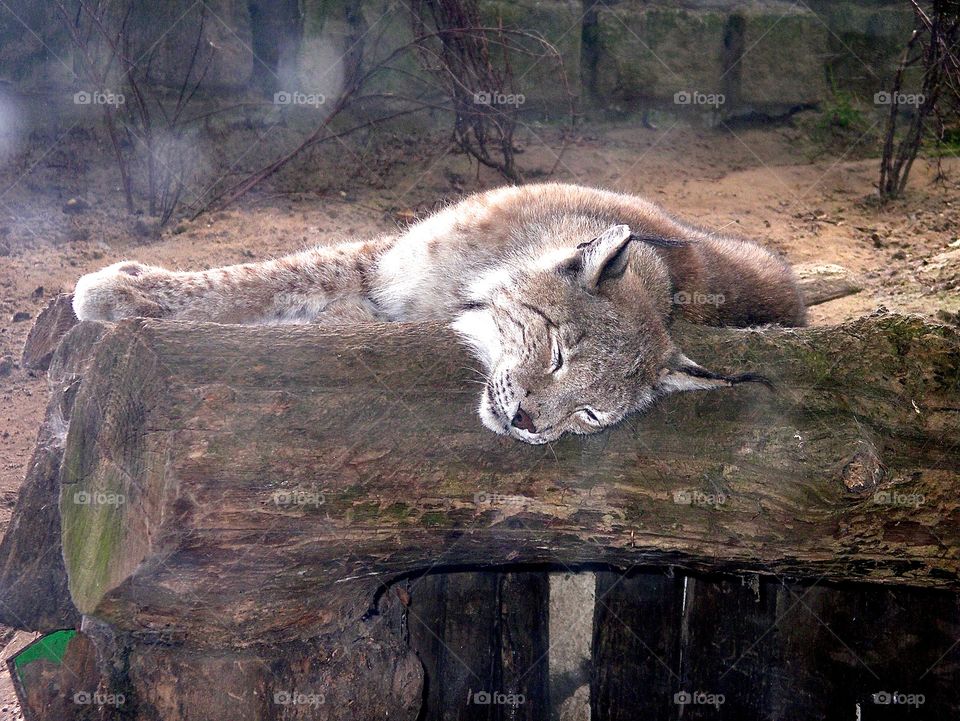 A big cat sleeping very deep. He is not disturbed who is looking. 