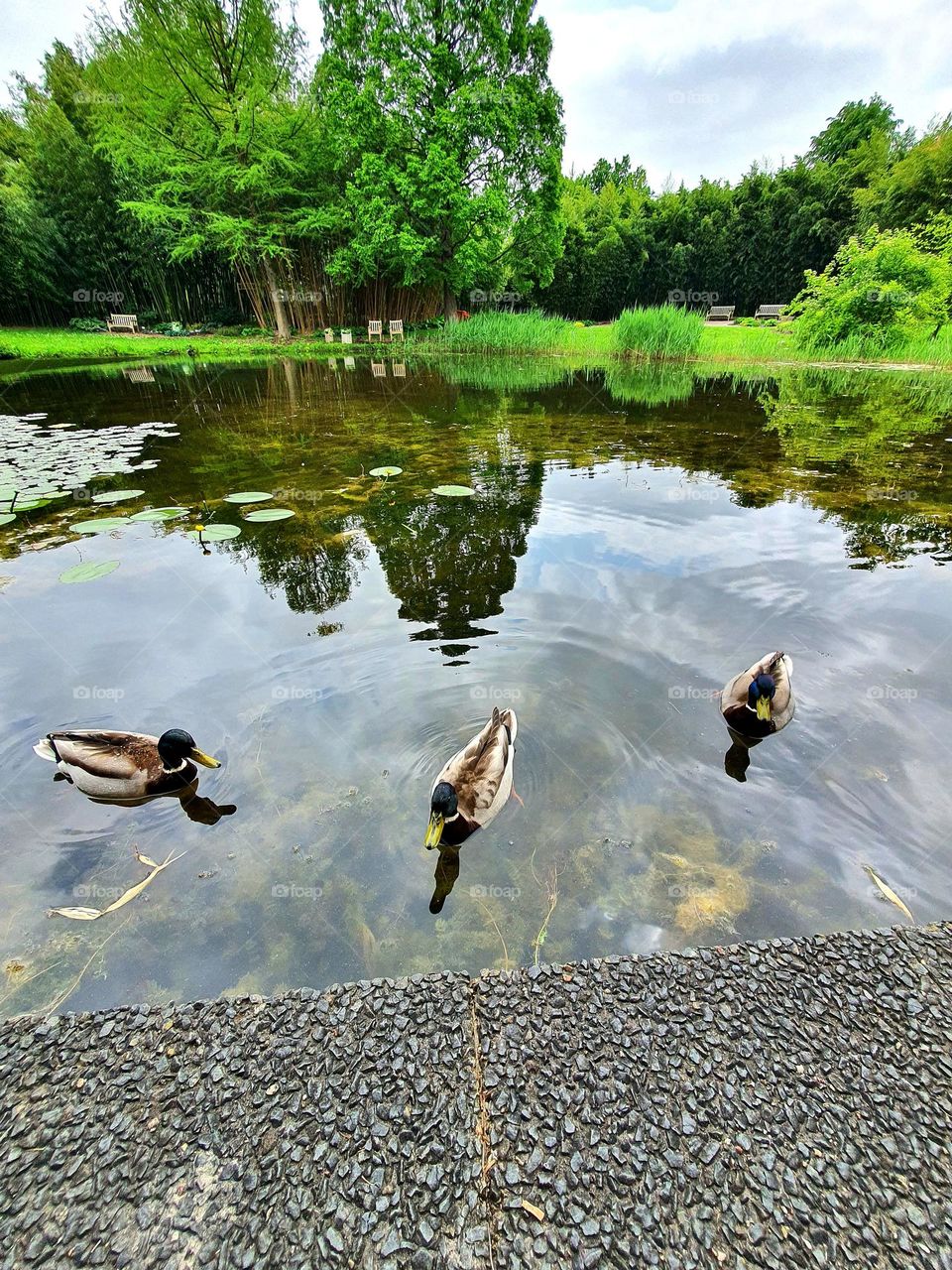 ducks in the lake
