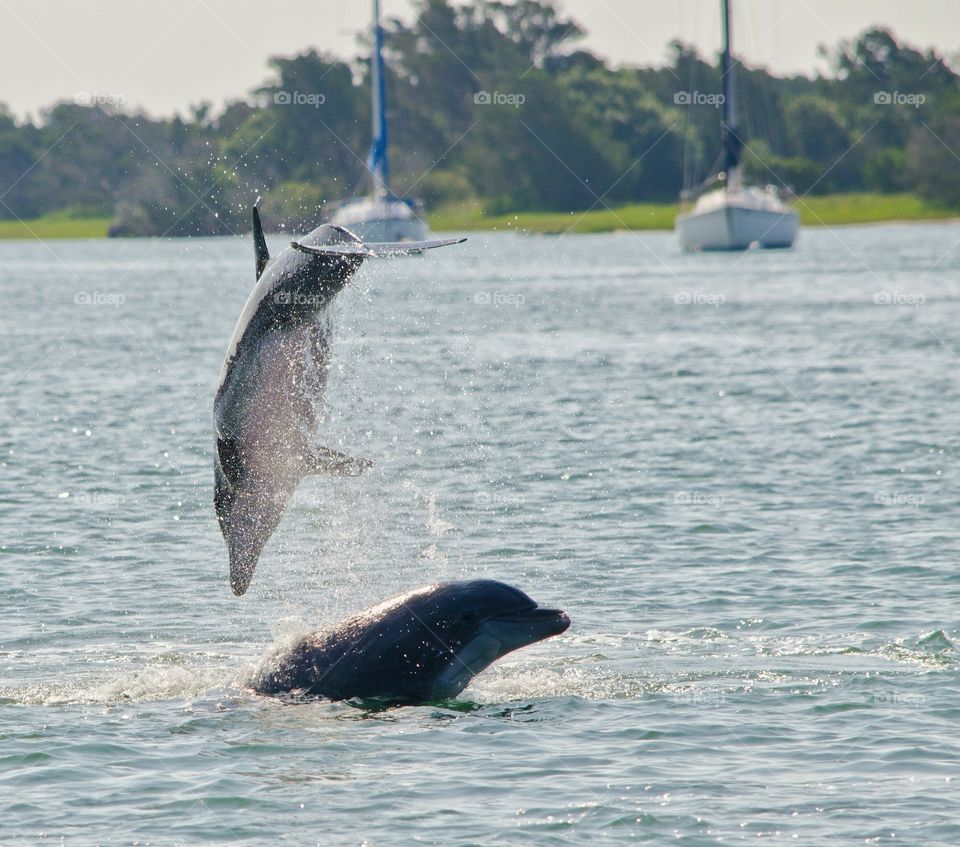 dolphins