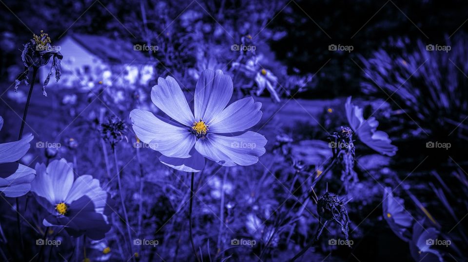 Country side flowers 