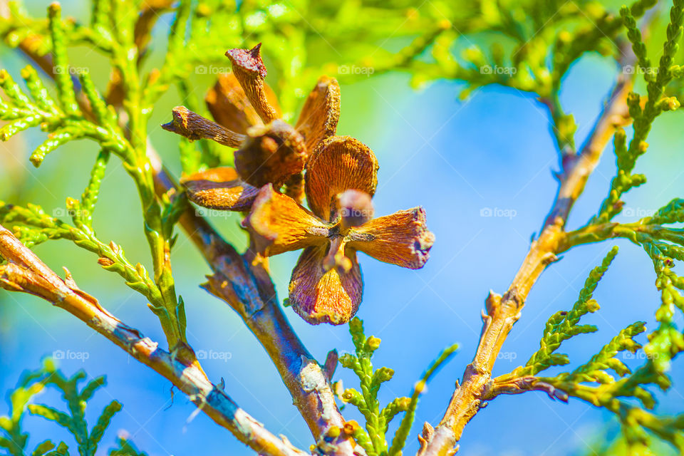 juniper flower