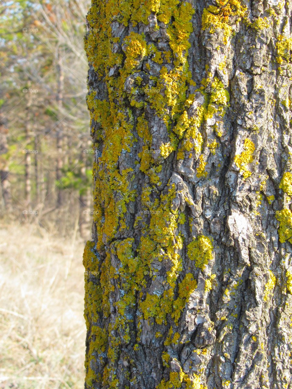 Tree bark