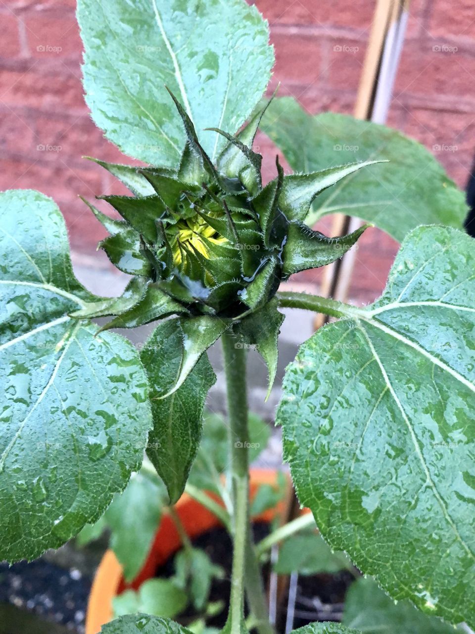 Sunflower about to bloom with raindrops