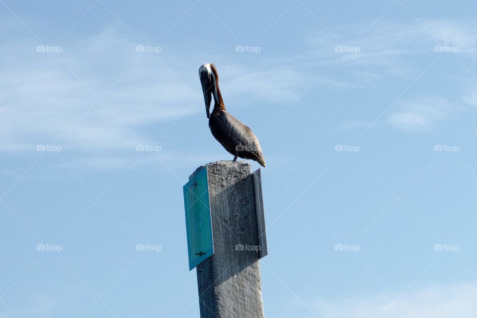 pelican