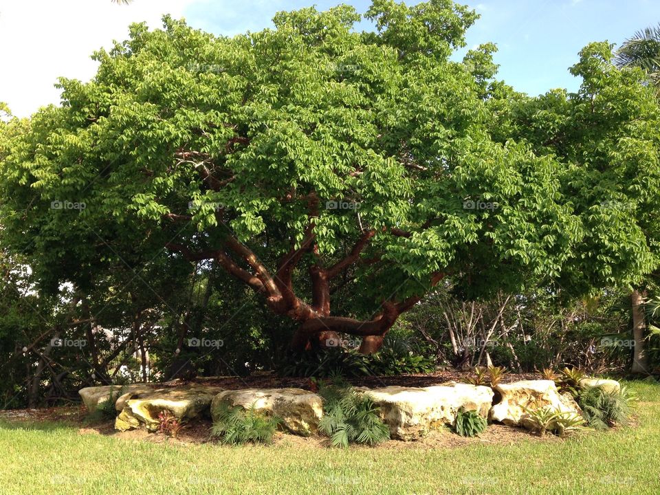Tropical Tree on pine island
