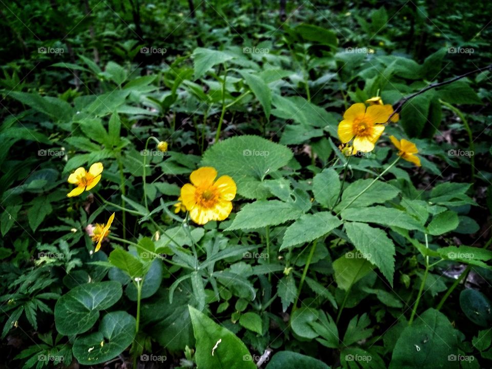 yellow flowers