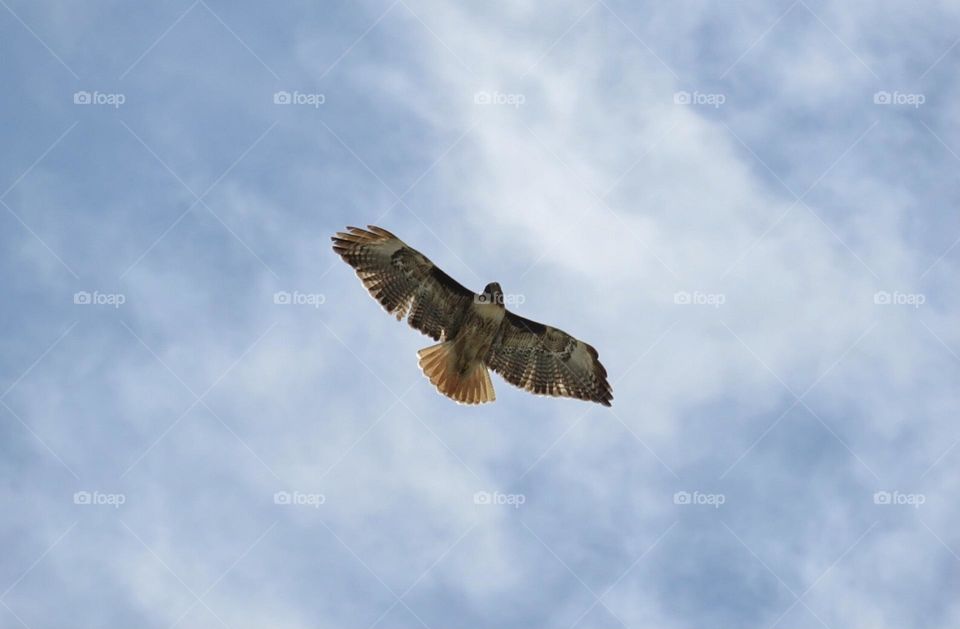 Red Tail Hawk Floating on a Breeze