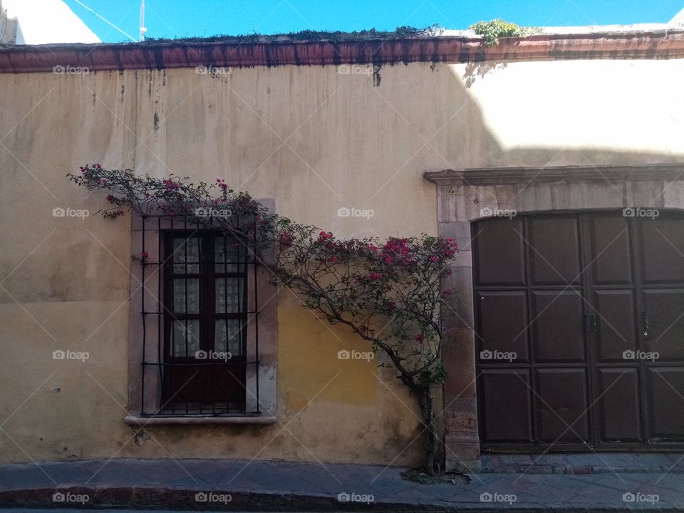 Street in Querétaro