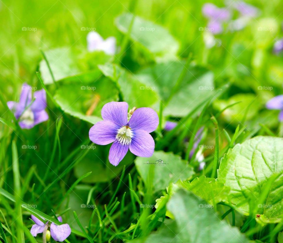 violets