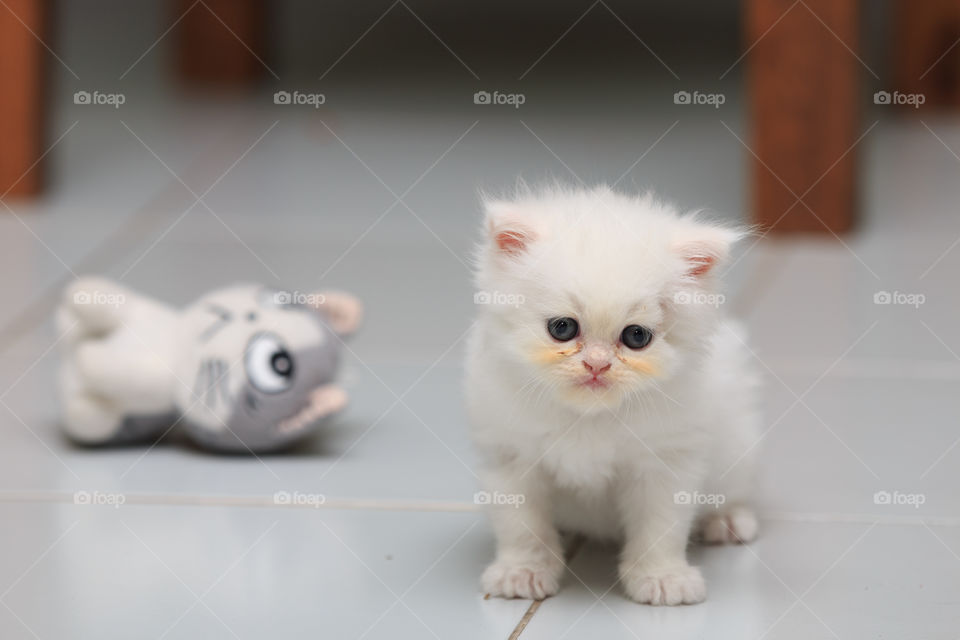 Cat, Mammal, Portrait, Cute, Pet